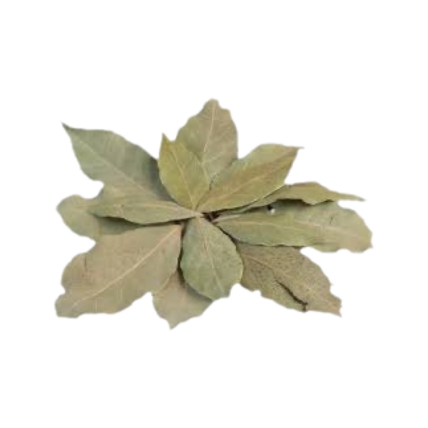 Bay Leaf (bay leaf)